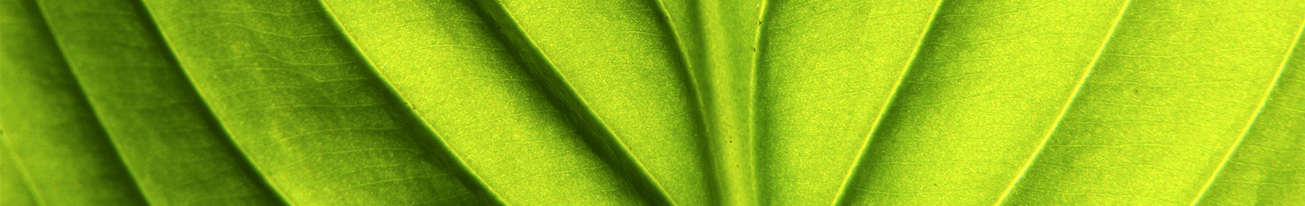 green Biotican Carpet